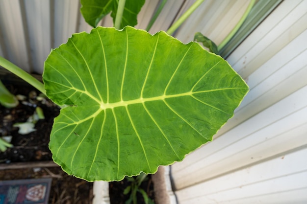 Zdjęcie widok z góry na liść rośliny alocasia odora rosnącej w ogrodzie