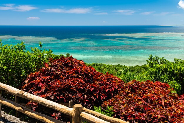 Zdjęcie widok z góry na oszałamiające morze w niebiesko-jasnozielonej kolorystyce pełnej rafy koralowej. czerwona i zielona roślinność na pierwszym planie.