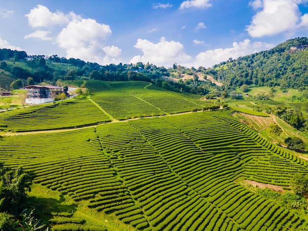 Zdjęcie widok z góry na plantację herbaty w doi mae salong chiang rai tajlandia jest najlepszym miejscem turystycznym i zabytkiem chiang rai