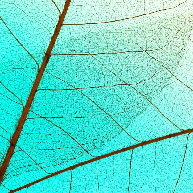 Widok z góry na przezroczyste liście z kolorowym odcieniem