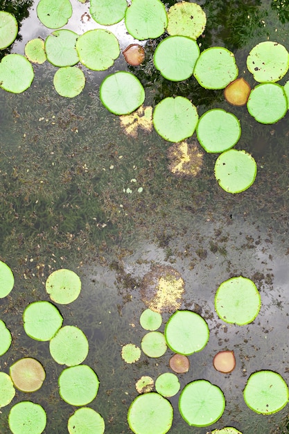 Widok z góry na staw liliowy na wyspie Mauritius.Botanical Garden na rajskiej wyspie Mauritius.