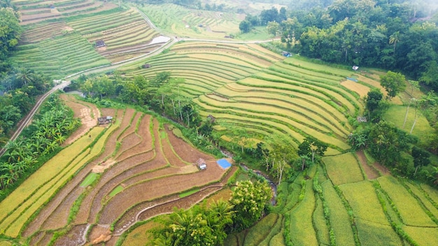 Widok z góry na tarasy ryżowe w Mangunan Bantul Yogyakarta