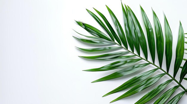 Widok z góry na tropikalną zieloną palmę na białym tle z dużą pustą przestrzenią na fotografię produktów lub reklamę Generacyjna sztuczna inteligencja