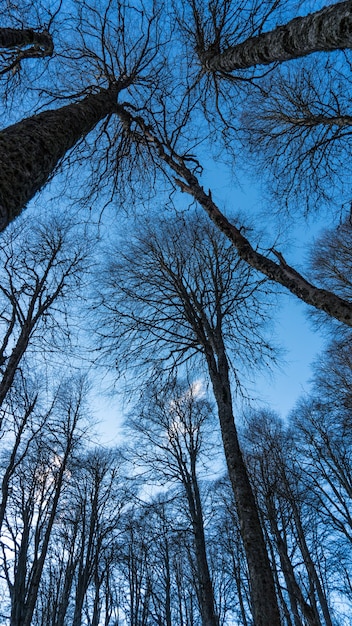 Widok Z Góry Na Wierzchołki Drzew, Soczi, Rosja.