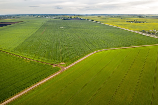 Widok z góry na zasianą zieleń w Belarus.Agriculture in Belarus.Texture.