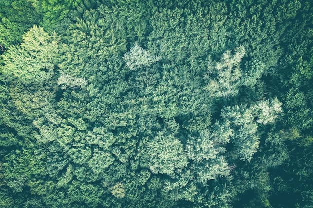 Widok z góry na zielony las latem. Tło natura liści