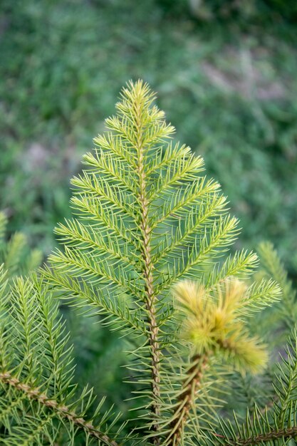 Zdjęcie widok z góry na zielony norfolk island pine gałąź zielonego drzewa selektywne fokus młodych roślin sosna