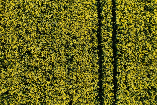 Widok z góry na żółte pole rzepaku