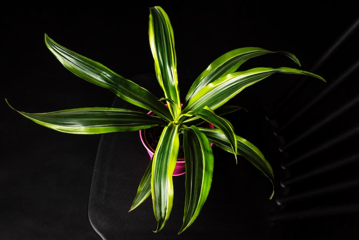 Zdjęcie widok z góry obraz dracena lima limon na czarnym krześle w różowym garnku