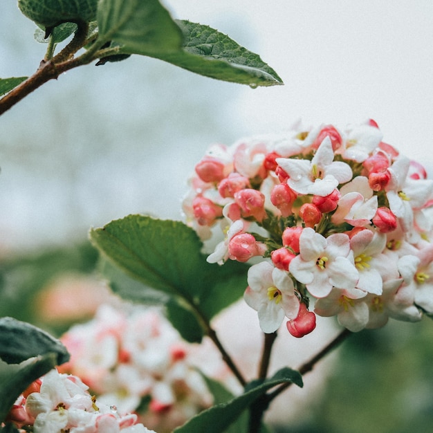 Widok z góry pięknych kwiatów Viburnum carlesii