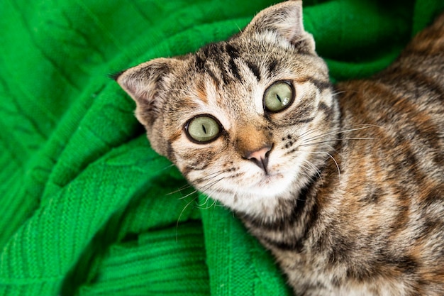 Widok z góry portret zwierzaka o zielonych oczach Słodki kot domowy wygląda uważnie