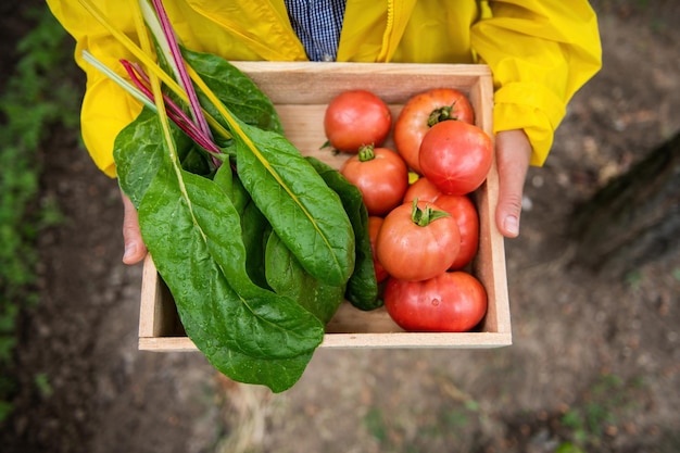 Widok z góry Ręce rolnika agronomów z drewnianą skrzynią zebranych organicznych szwajcarskich boćwiny i dojrzałych pomidorów w ekologicznej farmie