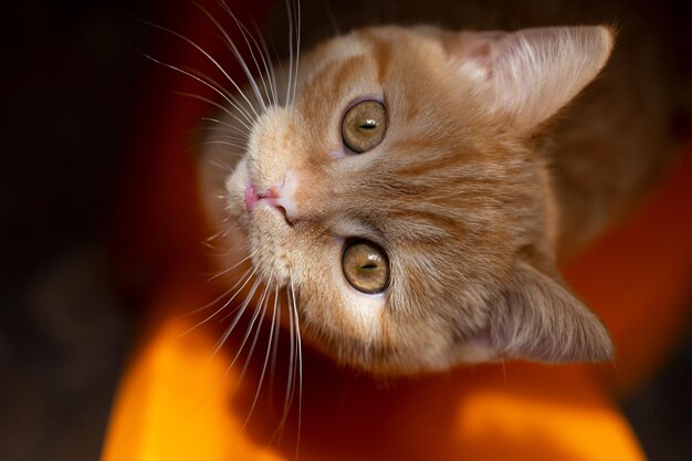 Widok z góry rudy kociak siedzący na pomarańczowym krześle