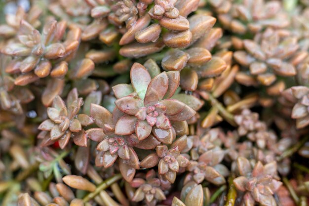 Widok z góry sukulentów Graptosedum