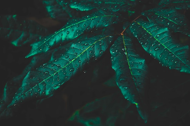 Widok z góry tło liściOdcień zielonych liści ciemny ranoTropikalna roślina w Tajlandii