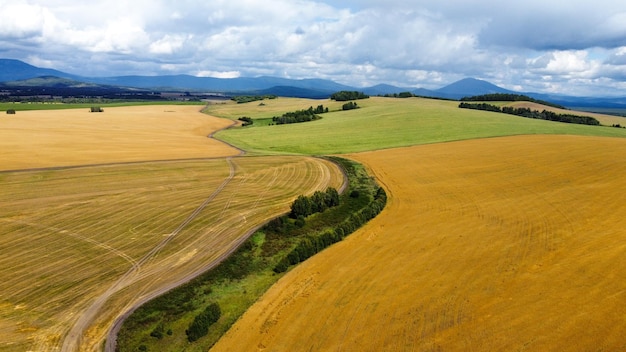 widok z góry. wideo z lotu ptaka. Latające nad polami żółtych kwiatów.