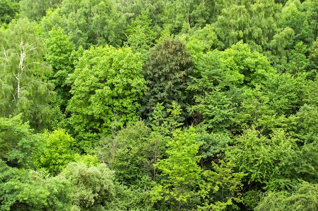 Widok z góry z lotu ptaka tekstura lasu Natura zielone drzewo widok z góry liście lato tło