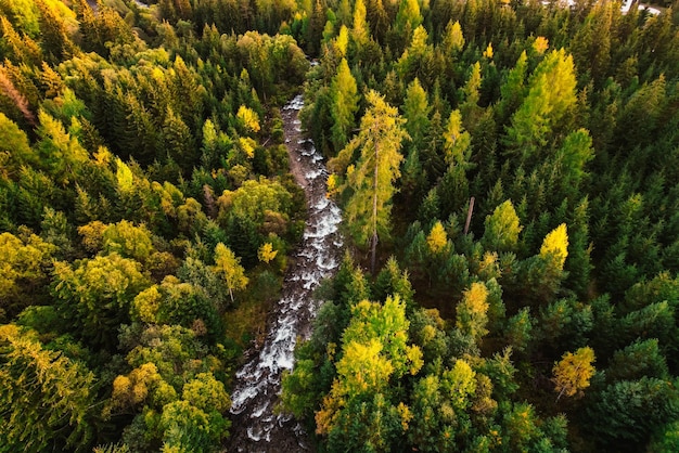 Widok z góry z lotu ptaka zielonych jesiennych drzew w lesie na Słowacji Fotografia drona Ekosystem lasów deszczowych i koncepcja zdrowego środowiska Górska rzeka xDxA