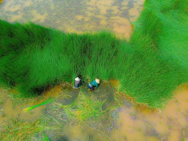 Widok z góry Zbiory rolników Lepironia articulata wietnamska nazwa to co bang Jest zbierana przez ludzi w delcie Mekongu w celu wytworzenia produktów rękodzielniczych.