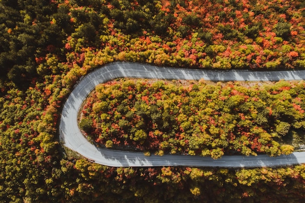 Widok z góry zdjęcia leśnej drogi jesienią