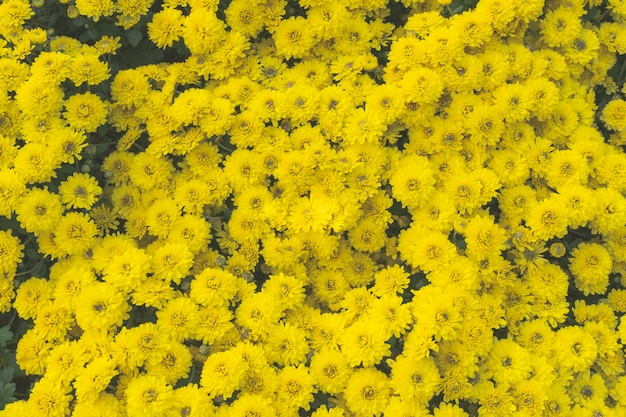 Widok z góry żółty kwiat pole tekstura wzór