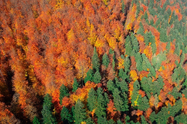 Widok z lotu ptaka bagiennego lasu jesienią. Naturalne tło.