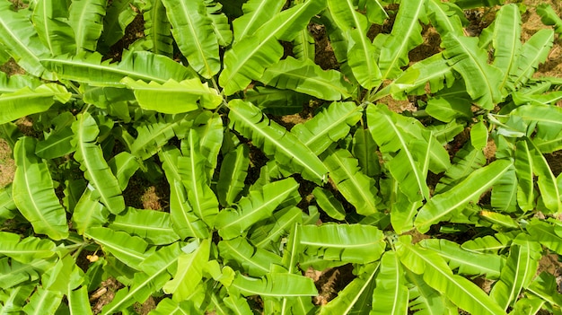 Widok Z Lotu Ptaka Bananów Na Plantacji