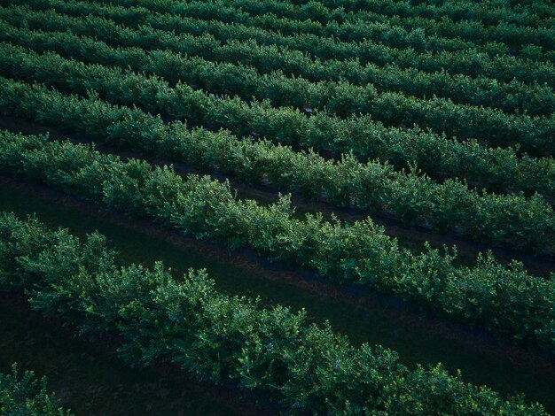 Widok Z Lotu Ptaka Drone Blueberry Bush Field, Organicznych Dojrzałych. Blue Berry Wiszące Na Gałęzi, Bio, Zdrowa żywność, Widok Z Góry, Farma Z Jagodami