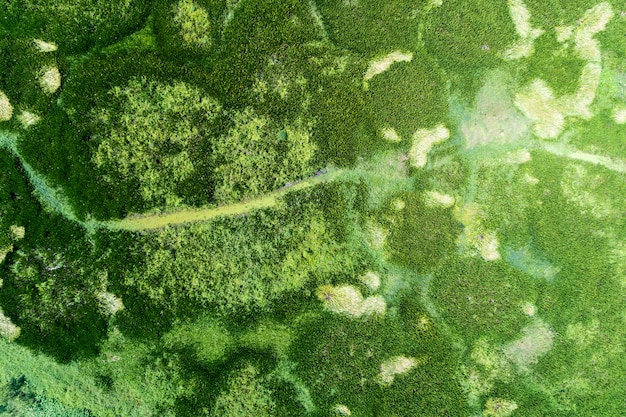 Widok Z Lotu Ptaka Drone Strzał Top Down Green Forest I Jezioro Pięknej Scenerii Przyrody Dzikiej Przyrody