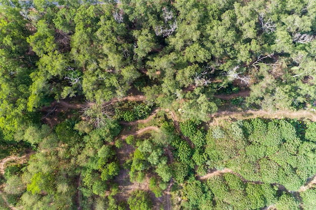 Widok z lotu ptaka drzew leśnych Rainforest z drogi sposób i ścieżka rowerowa.
