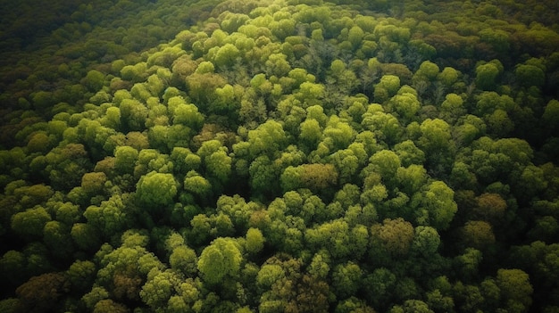 Widok z lotu ptaka drzewo leśne Ekosystem lasów deszczowych i koncepcja zdrowego środowiska i tło