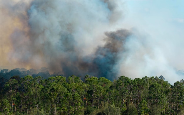 Widok z lotu ptaka dużego pożaru poważnie płonącego w lasach dżungli na Florydzie Gorące płomienie z gęstym dymem w lasach tropikalnych