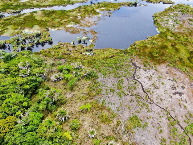 Widok z lotu ptaka dżungli lasów tropikalnych w Brazylii Las mokradeł z rzeką