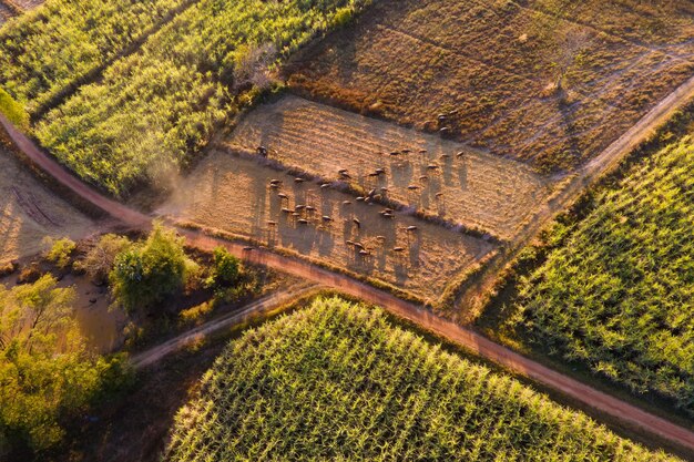 Widok Z Lotu Ptaka Farma Dronów I Krajobraz W Słońcu