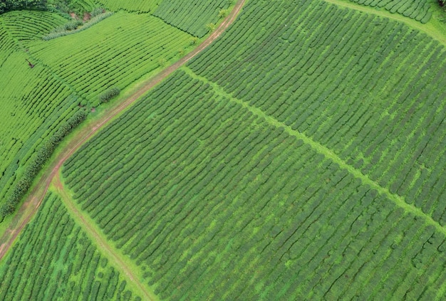 Widok z lotu ptaka Farma herbaty z morzem mgły zielone drzewo niebieska góra