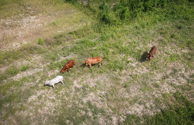 Widok z lotu ptaka i krowa natura pole gospodarstwa rolnego z góry z krowami pasącymi się na trawie