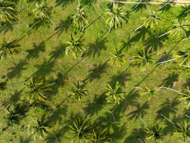 Widok z lotu ptaka Kamera drona niesamowitego rzędu palm kokosowych z cieniem w Tajlandii Piękne tło krajobrazu przyrody Widok z góry