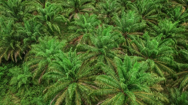 Widok z lotu ptaka krajobraz drzewko palmowe w Krabi Tajlandia