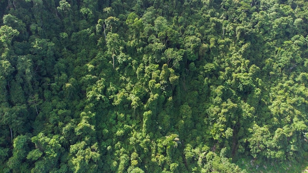 Widok z lotu ptaka lasów tropikalnych, Aceh, Indonezja