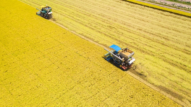 Widok z lotu ptaka maszyny Harvester pracy w polu ryżu z góry