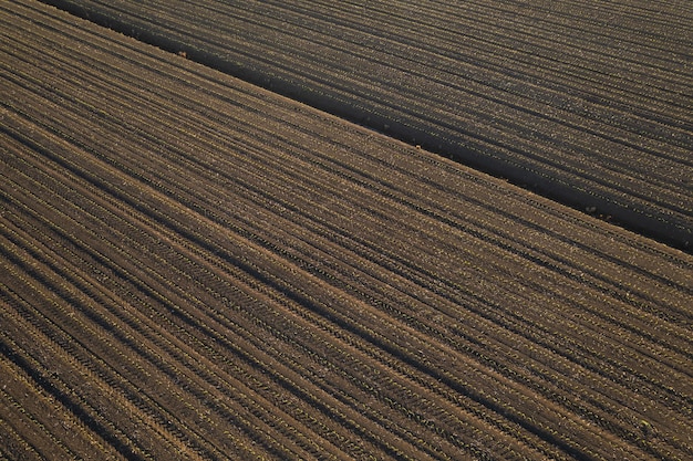 Widok z lotu ptaka młodych upraw kukurydzy rosnących pod słońcem w suchej glebie o zachodzie słońca