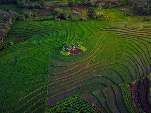 Widok z lotu ptaka na azję w indonezyjskim obszarze pól ryżowych z zielonymi tarasami ryżowymi