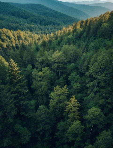 Widok z lotu ptaka na bujny, tajemniczy las z gobelinem drzew rozciągającym się aż po horyzont