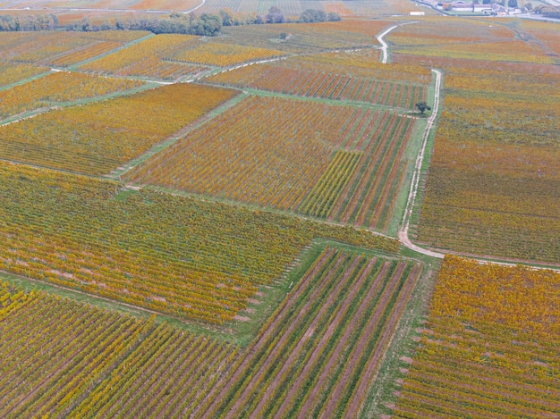 Widok z lotu ptaka na drogę przechodzącą przez winnice jesienią Winorośl jest żółtopomarańczowa w kolorach jesieni Alzacja Francja Europa