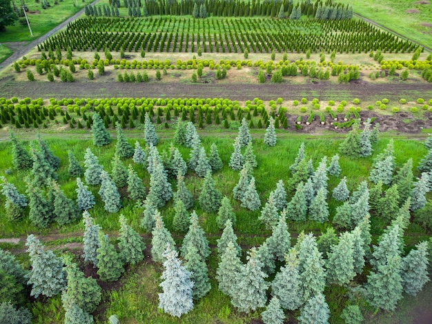 Widok z lotu ptaka na farmę drzew do kształtowania krajobrazu