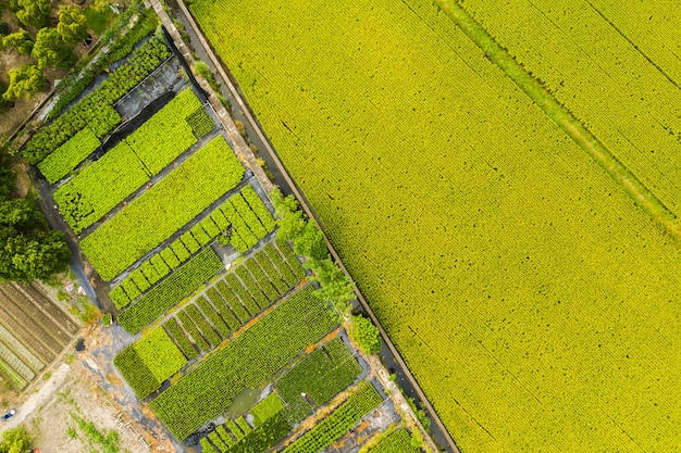 Widok z lotu ptaka na farmę z ryżem lub warzywami na Tajwanie