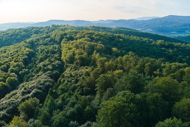 Widok z lotu ptaka na górskie wzgórza pokryte gęstymi, zielonymi, bujnymi lasami w jasny letni dzień.