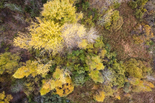 Widok z lotu ptaka na jesienny krajobraz leśny z górnymi drzewami kolorowe żółte liście