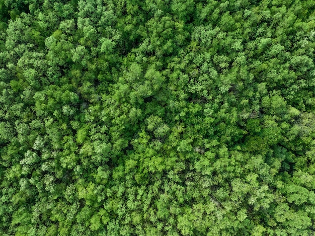 Widok z lotu ptaka na las namorzynowy Widok z drona na gęste zielone drzewa namorzynowe wychwytuje CO2 Zielone drzewa