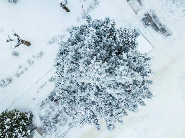 Widok z lotu ptaka na las sosnowy i liściasty pokryty śniegiem w chłodny zimowy dzień b